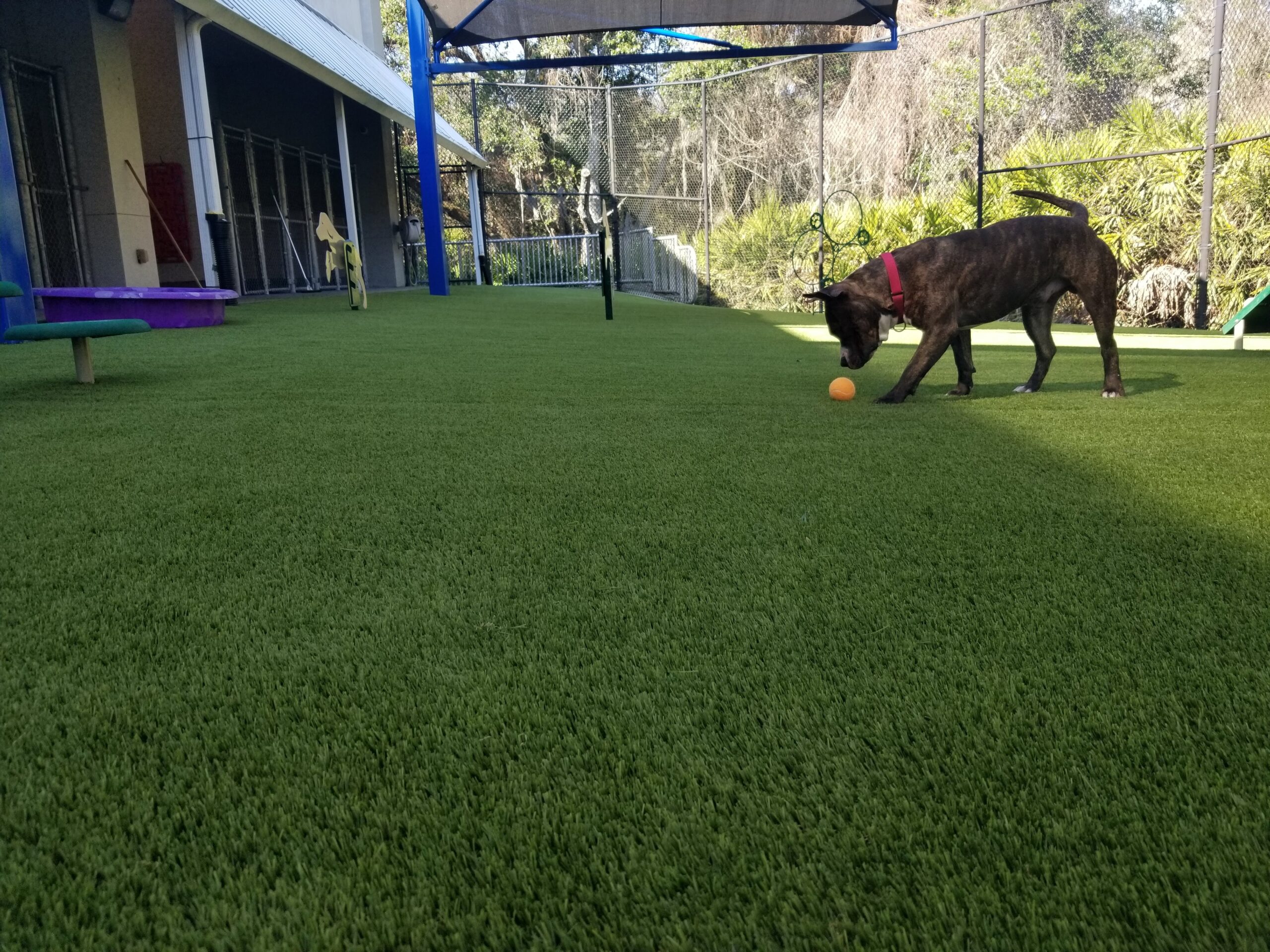 shamrock pro turf install